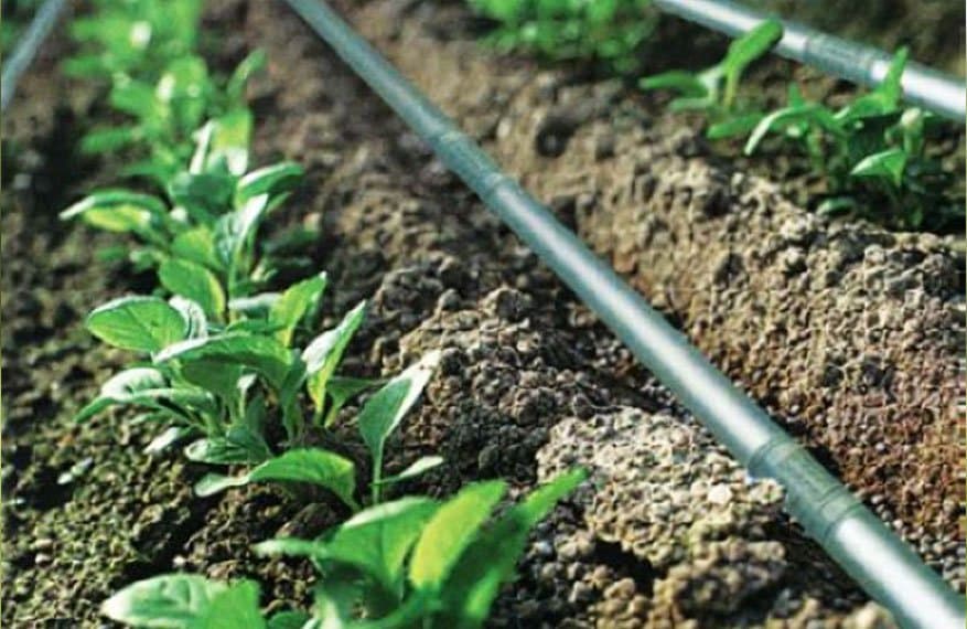 Financial Tribune Drip Irrigation